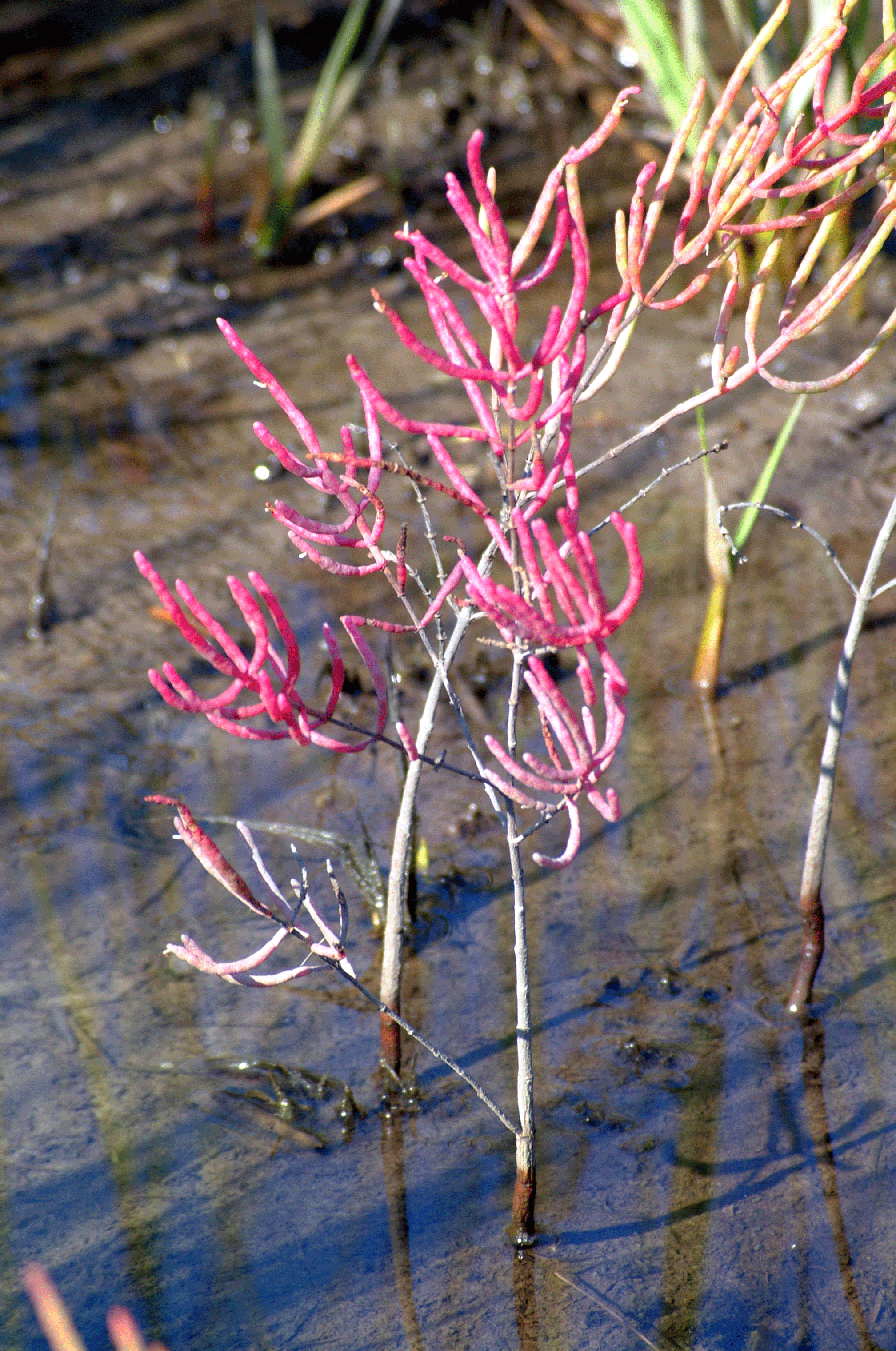 salicornia